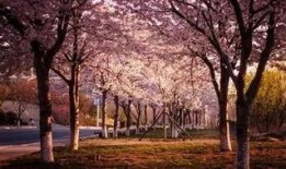 樱花校园最新版大爆料,独家爆料带你领略青春风采